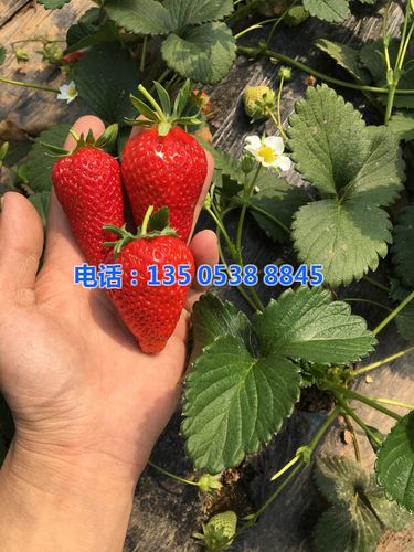 乾纳瑞农业科技好品质_草莓苗哪里便宜