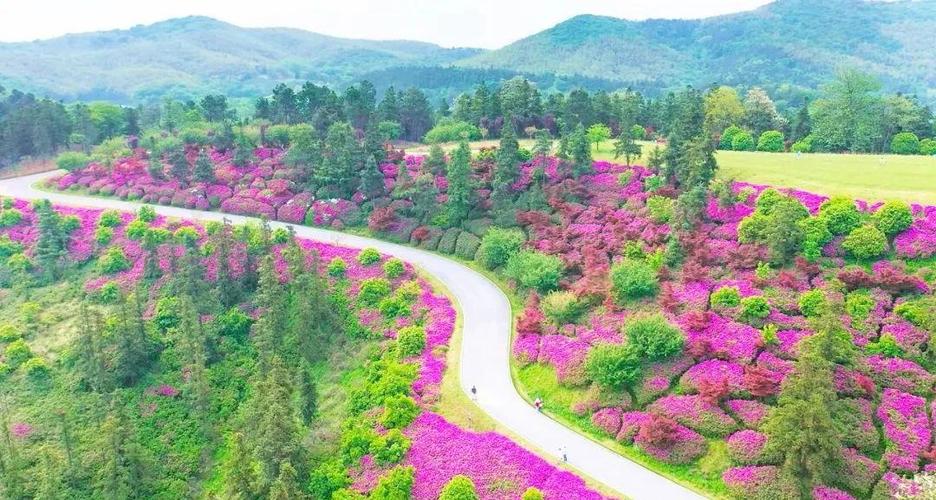 江宁春日漫游:花海,科技与温泉的六条私藏线路