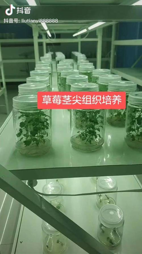 草莓茎尖组织培养 科技农业浪潮下的草莓苗革命