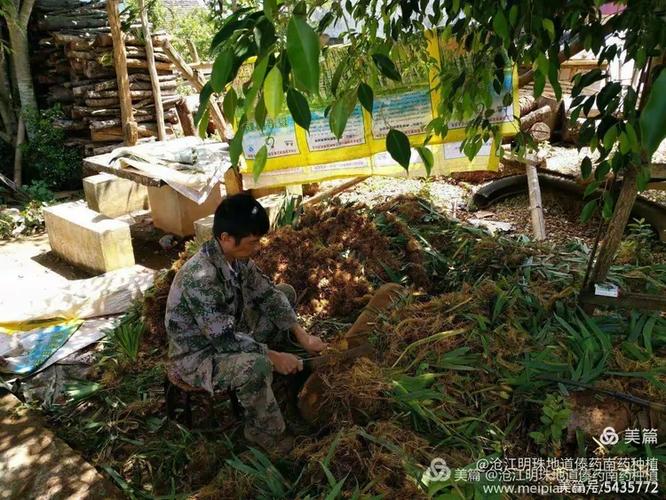 勐海县龙娇生物科技有限责任公司与亲苗科技 引领绿色农业新未来