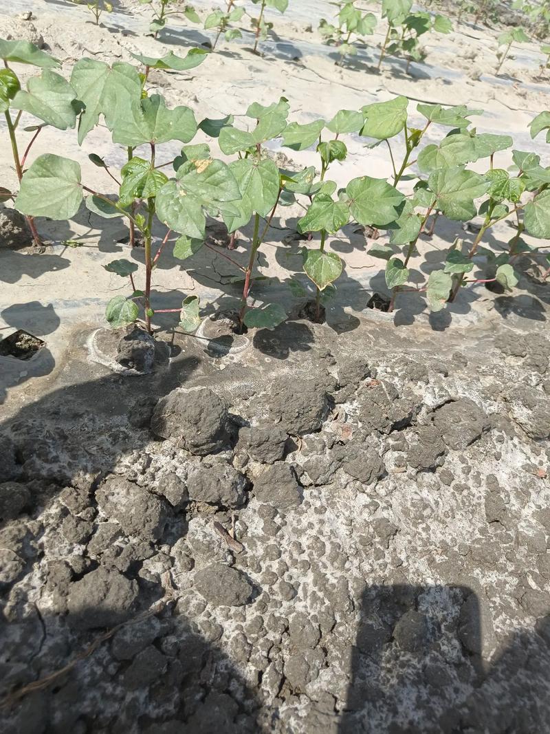 田苗科技“干播湿出”配套技术 改良生荒盐碱地当年见成效